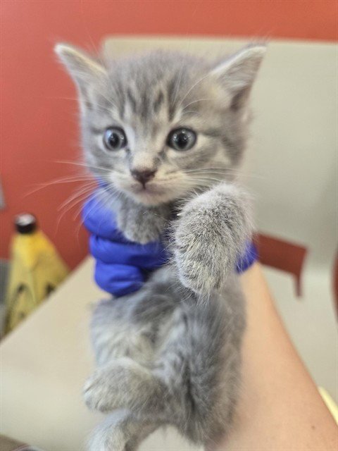 HERMES - Domestic Short Hair available for adoption