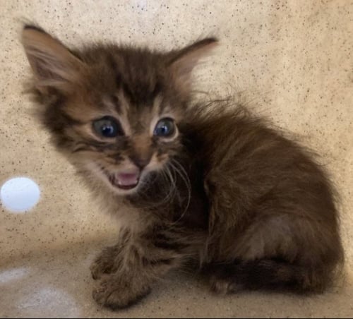 LYNX - Domestic Medium Hair available for adoption