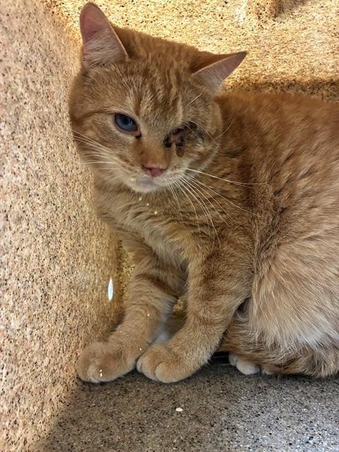 PANCHO - Domestic Short Hair available for adoption