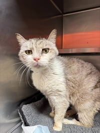TOM TOM - Photo 1