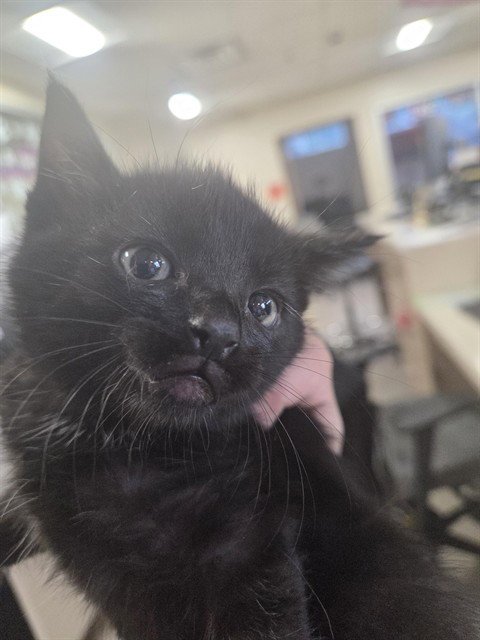 A800131 - Domestic Short Hair available for adoption