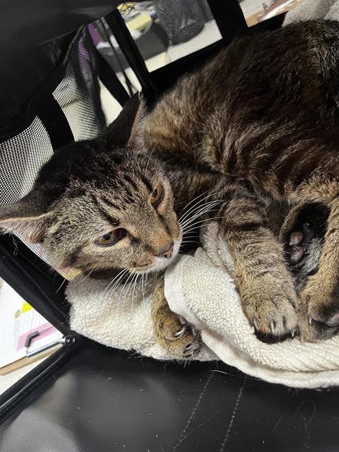 SAM - Domestic Short Hair available for adoption