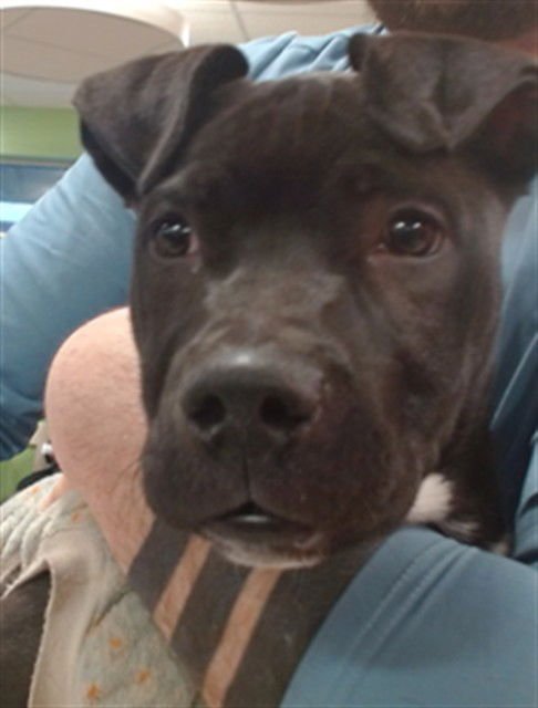 A794392 - Staffordshire Bull Terrier available for adoption