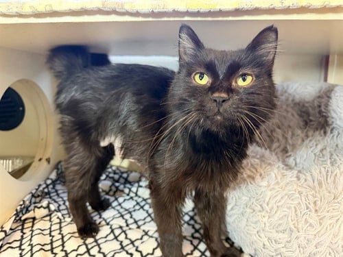 GAZPACHO - Domestic Short Hair available for adoption