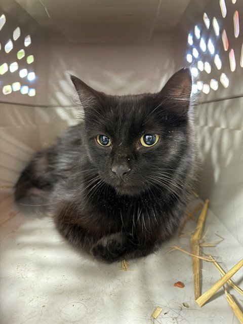 GAZPACHO - Domestic Short Hair available for adoption