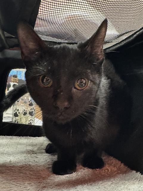 WEDNESDAY - Domestic Short Hair available for adoption