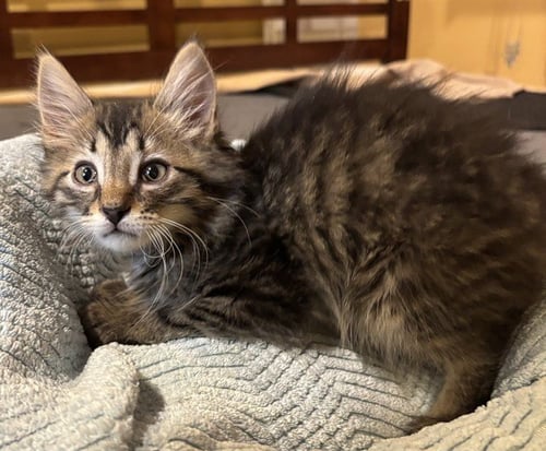 BORSCHT - Domestic Short Hair available for adoption