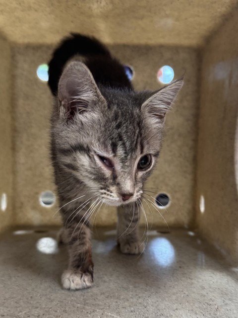 CHARM - Domestic Short Hair available for adoption