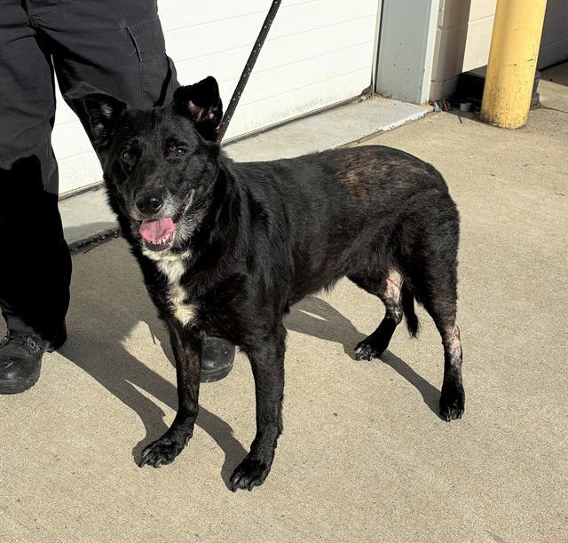 SHEBA - Labrador Retriever available for adoption