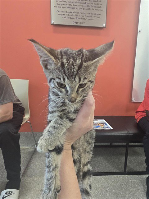 CAYENNE PEPPER - Domestic Short Hair available for adoption