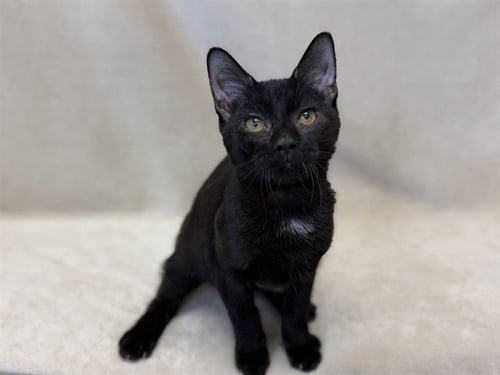 GRIM REAPER - Domestic Short Hair available for adoption