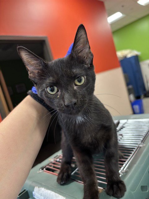 GRIM REAPER - Domestic Short Hair available for adoption