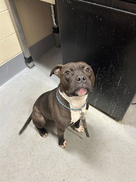 ZOOSH - Pit Bull Terrier available for adoption