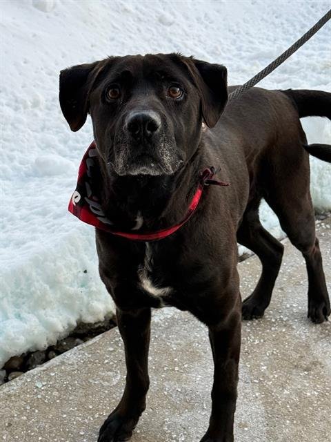 GOLIATH - Labrador Retriever available for adoption