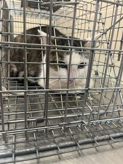 A801738 - Domestic Short Hair available for adoption