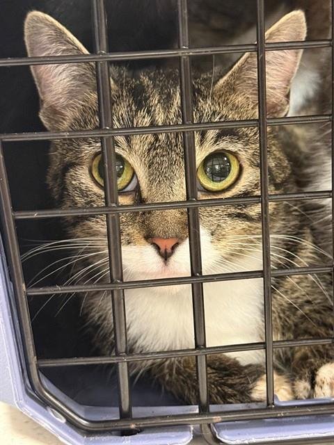 A800258 - Domestic Short Hair available for adoption