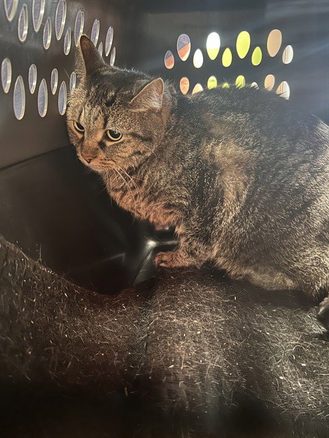 JENNIFER COOLIDGE - Domestic Short Hair available for adoption