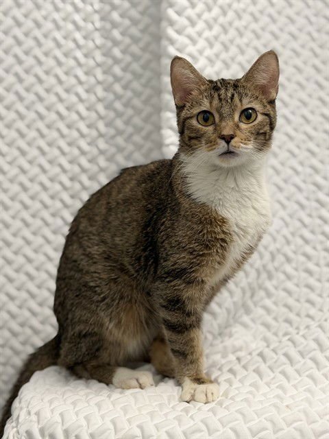 BALLERINA - Domestic Short Hair available for adoption