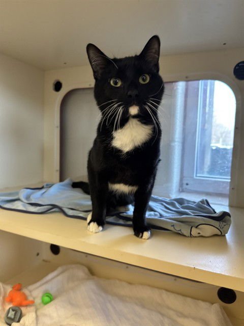 ORION - Domestic Short Hair available for adoption