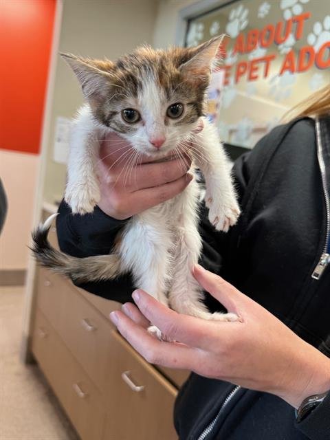 MOXXIE - Domestic Short Hair available for adoption