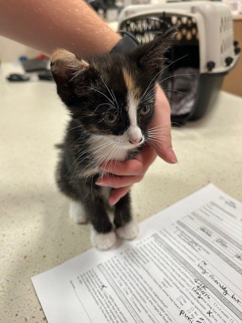BEWITCHED - Domestic Medium Hair available for adoption