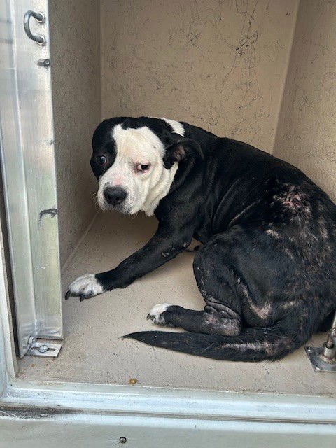 MAX - Pit Bull Terrier available for adoption