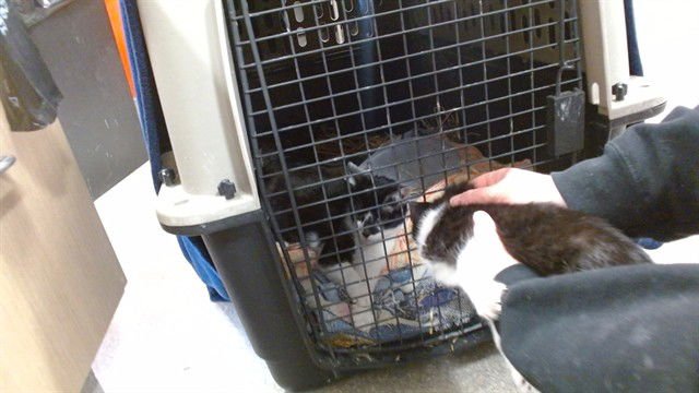 VALENTINE - Domestic Short Hair available for adoption