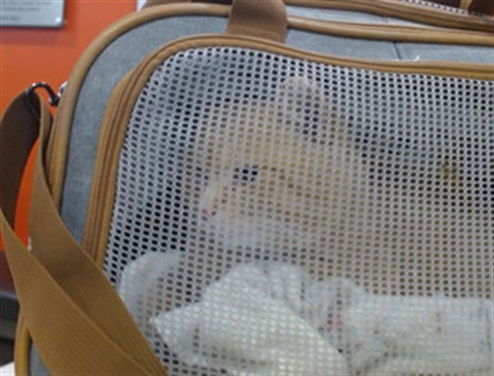 BUTTERBALL - Domestic Short Hair available for adoption