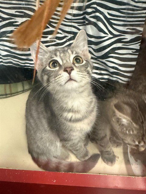ANNIE - Domestic Short Hair available for adoption
