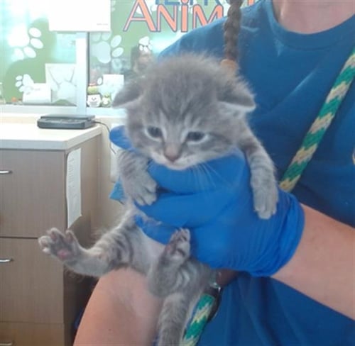 ANNIE - Domestic Short Hair available for adoption