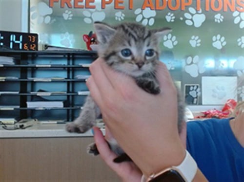DARRIN - Domestic Short Hair available for adoption