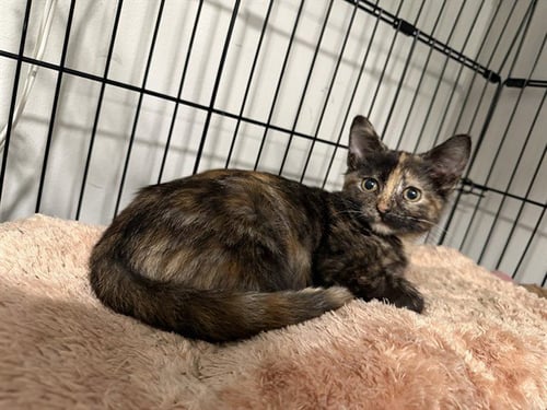 ASHA - Domestic Short Hair available for adoption