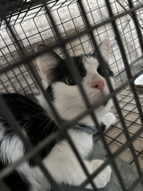 A795464 - Domestic Short Hair available for adoption