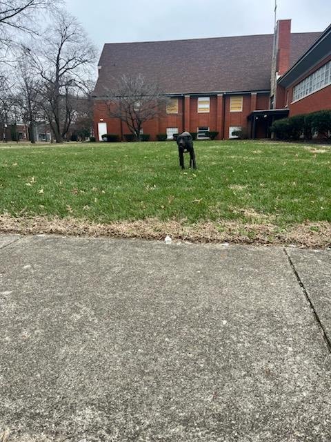 TEXAS TAKEOVER - Labrador Retriever available for adoption