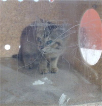 LILLIAN BUBBLES - Domestic Short Hair available for adoption