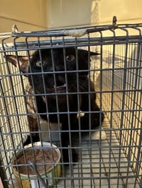 PAW MCCARTNEY - Photo 1