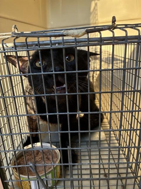 PAW MCCARTNEY - Domestic Short Hair available for adoption