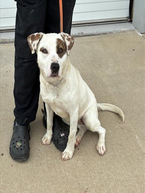 JONES SODA - Staffordshire Bull Terrier available for adoption