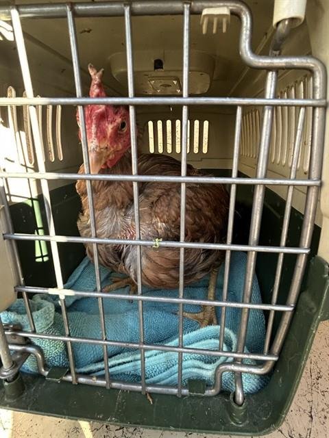 LISA LEFTEGG - Chicken available for adoption