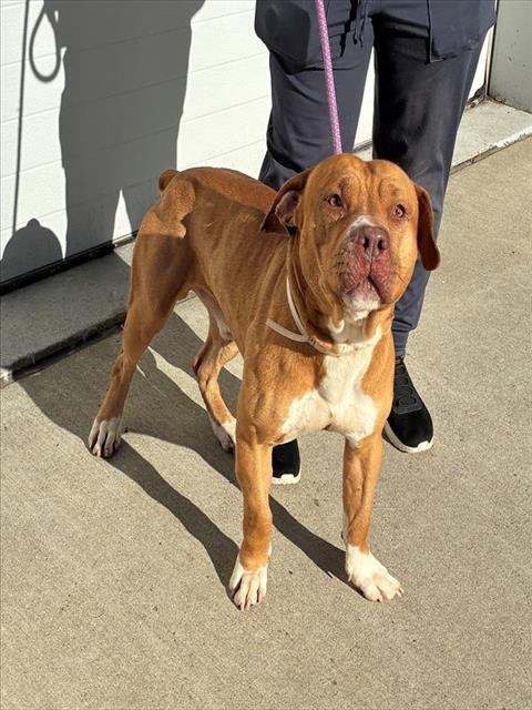 KING DOM - Pit Bull Terrier available for adoption