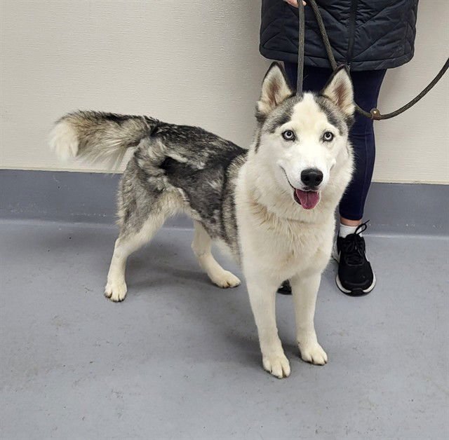 CHEVY CRUZE - Siberian Husky available for adoption