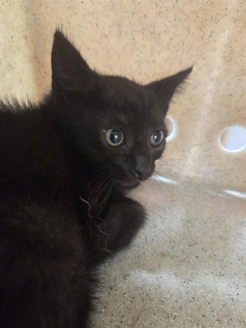 JYNX - Domestic Short Hair for adoption in Louisville