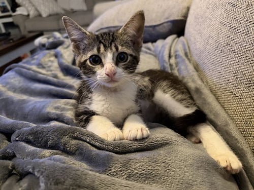 TEQUILA - Domestic Short Hair available for adoption