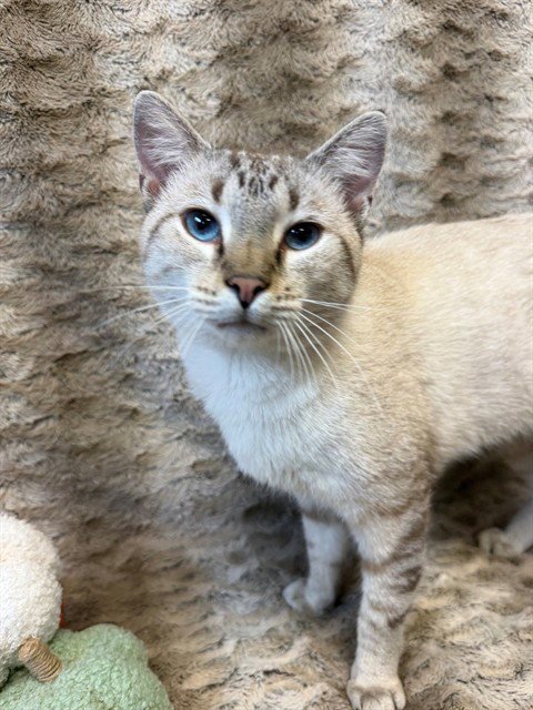 MARSHMALLOW - Domestic Short Hair available for adoption