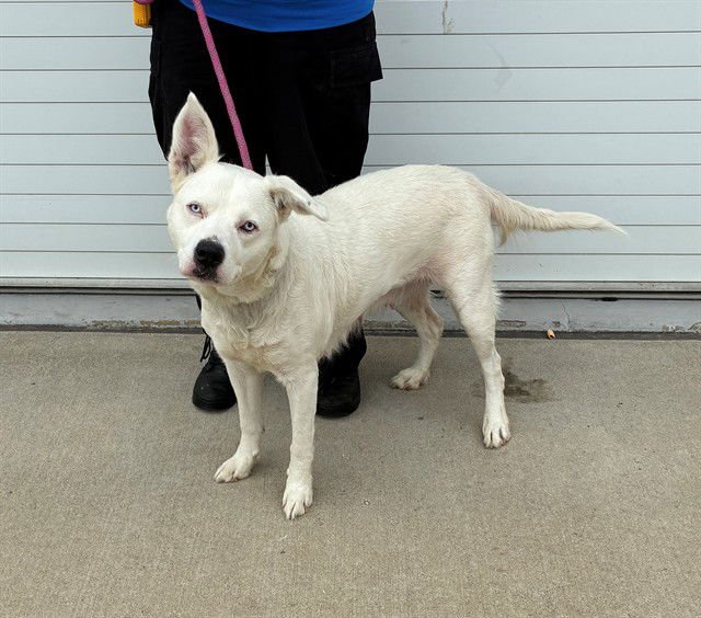 SNOWFLAKE - Pit Bull Terrier available for adoption