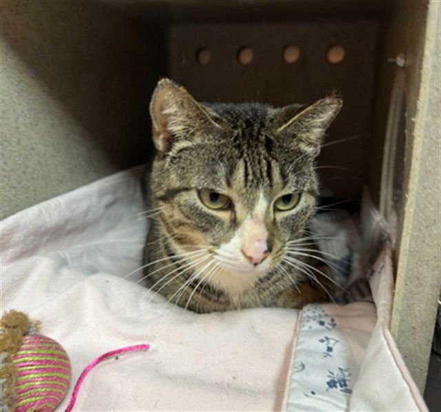 HARIBO - Domestic Short Hair available for adoption