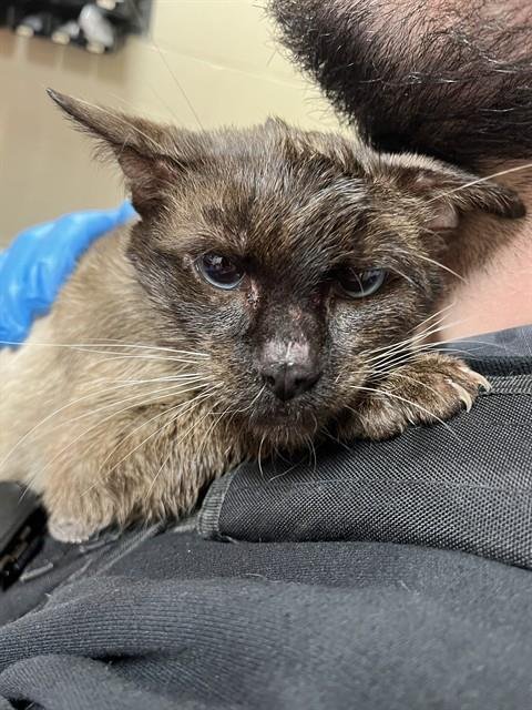 JOE - Domestic Short Hair available for adoption