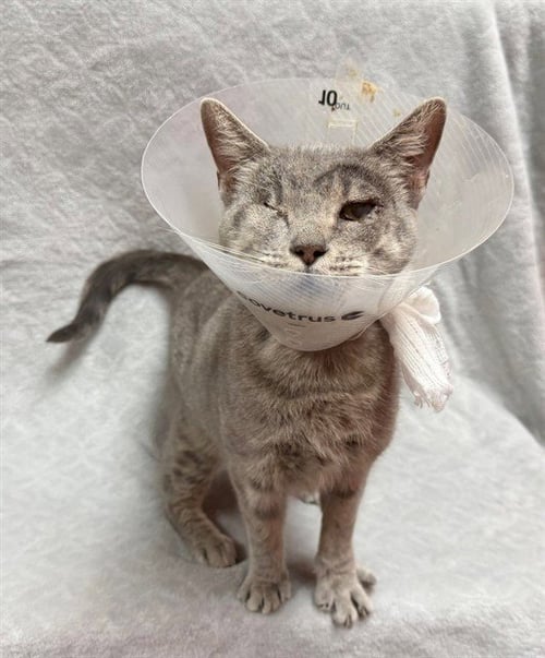 ELLEN - Domestic Short Hair available for adoption