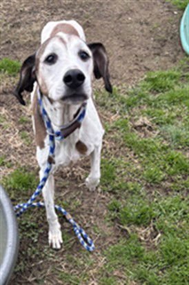 SHELLIE - American Foxhound available for adoption