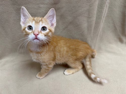 ORANGE CRUSH - Domestic Short Hair available for adoption